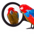 Evidence-Based-Learning-independant-learning-icons.003.png