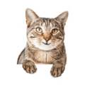 Evidence-Based-Learning-peer-teaching-icons.006.png