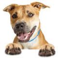 Evidence-Based-Learning-peer-teaching-icons.007.png