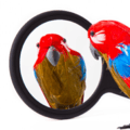 Evidence-Based-Learning-self-assessment-icons.001-2.png