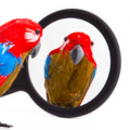 Evidence-Based-Learning-self-assessment-icons.002-2.png