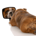 Evidence-Based-Learning-self-assessment-icons.007.png